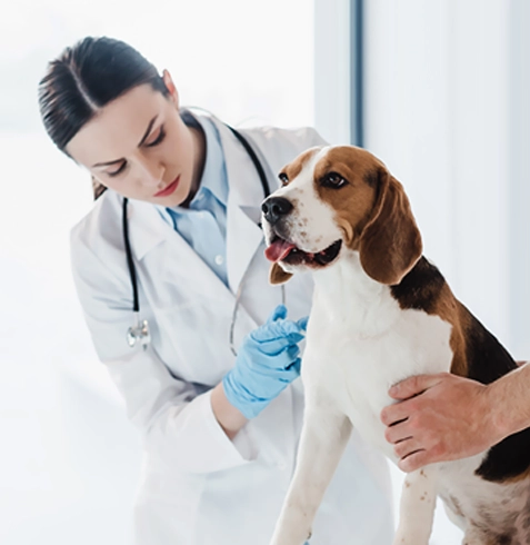 Gölmarmara Veteriner